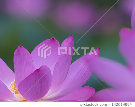 蓮花靜靜地盛開 蓮花靜靜地盛開 142014994