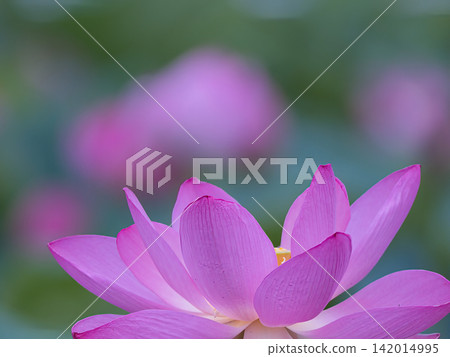 端莊的蓮花 端莊的蓮花 142014995