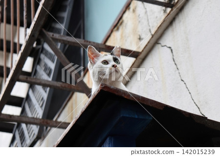 A cat spotted something interesting in the distance. A cat spotted something interesting in the distance. 142015239