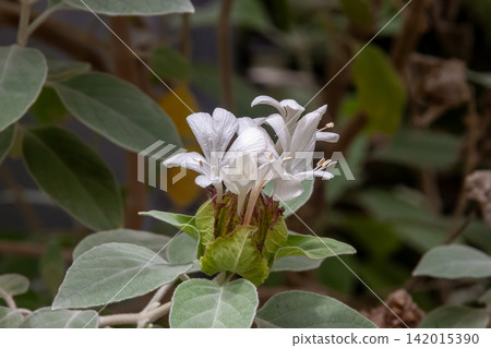 Valleria arbostellata, which has white, star-shaped hairs. Valleria arbostellata, which has white, star-shaped hairs. 142015390