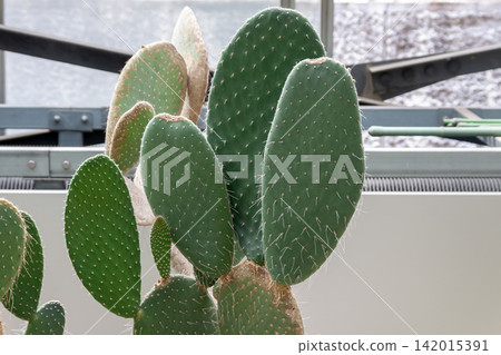 莖上覆蓋著白色絨毛,使它成為美麗的白毛仙人掌(Opuntia leucotricha)。 莖上覆蓋著白色絨毛,使它成為美麗的白毛仙人掌(Opuntia leucotricha)。 142015391