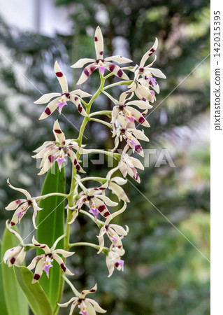 美麗的蘭花，棱果蘭（Prostheceae prismatocarpa [Orchidaceae]） 142015395