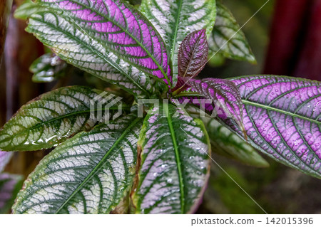 耳葉馬藍（爵床科）的美觀價值 142015396