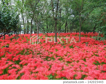 希根花開在森林裡 希根花開在森林裡 142015443