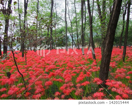 希根花開在森林裡 希根花開在森林裡 142015444