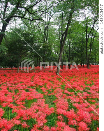 Cluster amaryllis blooming in the forest Cluster amaryllis blooming in the forest 142015447