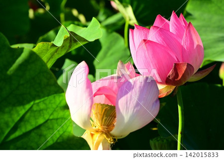 Lotus flowers at Rainbow Lotus Garden in Morioka 142015833