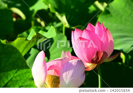 盛岡彩虹蓮花園的蓮花 盛岡彩虹蓮花園的蓮花 142015834