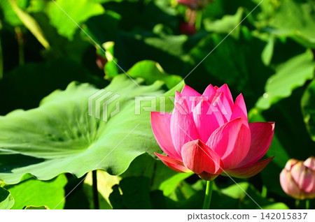 盛岡彩虹蓮花園的蓮花 盛岡彩虹蓮花園的蓮花 142015837