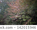 The autumn foliage of the Japanese holly, whose flower language is "the return of happiness." 142015946
