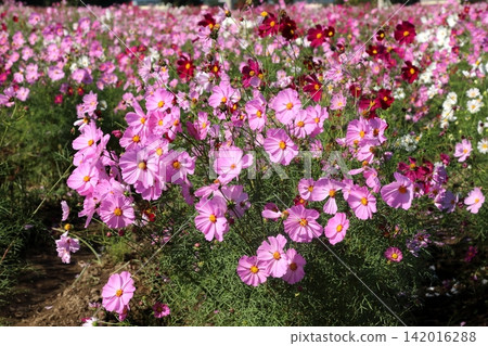 Cosmos Cosmos 142016288