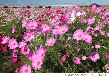 Cosmos Cosmos 142016291