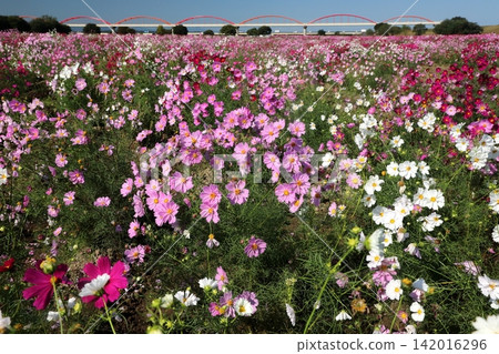 Cosmos Cosmos 142016296