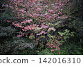 The flower language of the Japanese holly (Cornus kousa), with its heart-shaped leaves, is "the return of happiness," and it displays vibrant autumn colors. 142016310
