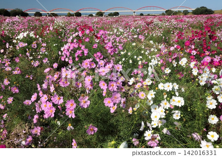 Cosmos Cosmos 142016331