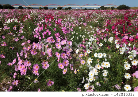 Cosmos Cosmos 142016332