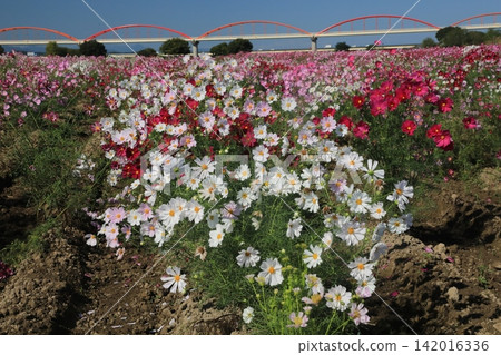 Cosmos Cosmos 142016336