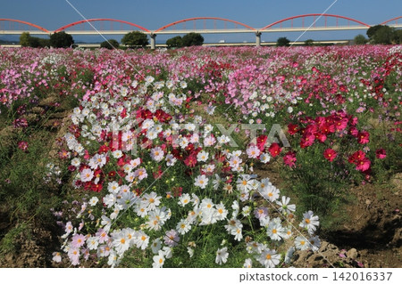 Cosmos Cosmos 142016337