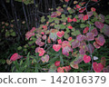 The vibrant autumn foliage of the round-leaved tree (Dioscorea japonica), with its heart-shaped leaves turning vividly in a variety of colors. 142016379