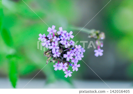Verbena bonariensis or Vervain or Verbenaceae or Verbena officinalis or purple flower or purpletop vervain Verbena bonariensis or Vervain or Verbenaceae or Verbena officinalis or purple flower or purpletop vervain 142016405