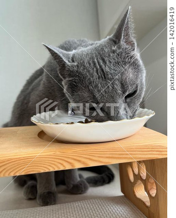 Close-up of a cat eating (front) Close-up of a cat eating (front) 142016419