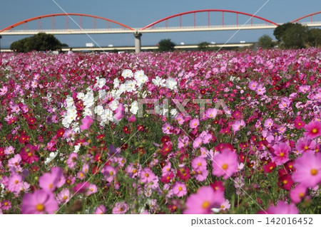 Cosmos Cosmos 142016452