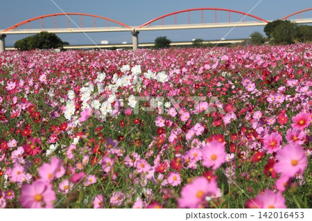 Cosmos Cosmos 142016453