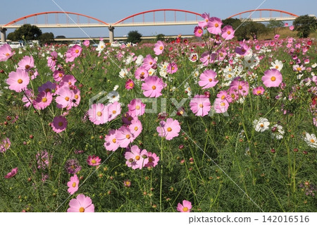 Cosmos Cosmos 142016516