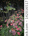 (Vertical composition) The vibrant autumn foliage of the round-leaved tree (Dioscorea japonica), with its heart-shaped leaves turning vividly in a variety of colors. 142016517