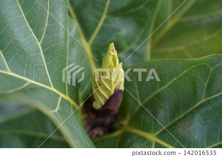 Fiddle Leaf Fig New Leaf Bud Macro Photography 142016535