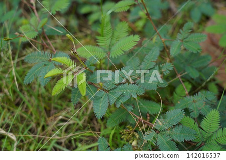 Close Up of Mimosa Pudica Sensitive Plant Leaves Close Up of Mimosa Pudica Sensitive Plant Leaves 142016537