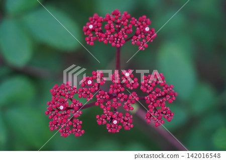 Vibrant Red Aralia Buds in Lush Green Garden 142016548