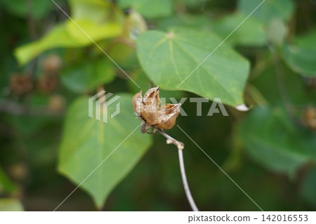 Dried Fruit Capsule on Green Leaves Botanical Detail 142016553