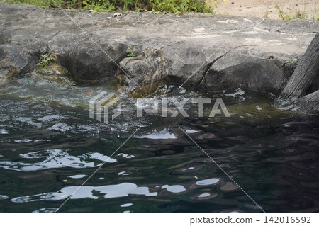Submerged Iguana Peeking from Dark Water Near Jagged Rocks Submerged Iguana Peeking from Dark Water Near Jagged Rocks 142016592