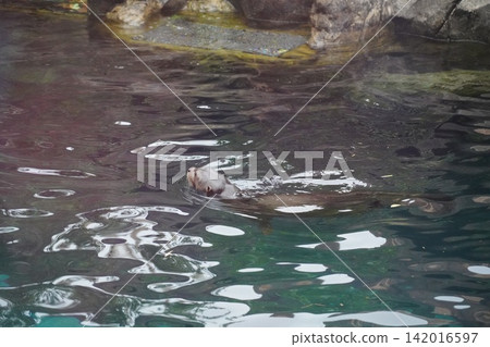 Graceful North American River Otter Swimming Graceful North American River Otter Swimming 142016597