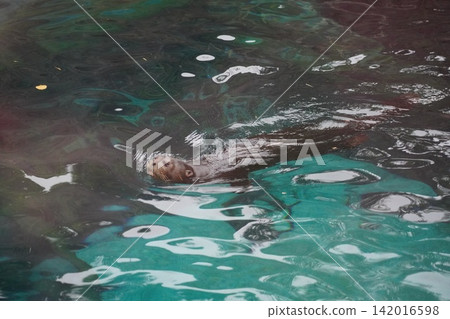 Curious Otter Swimming Playfully in Shimmering Water Curious Otter Swimming Playfully in Shimmering Water 142016598