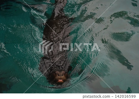 Giant Otter Pteronura brasiliensis Swimming in Water Giant Otter Pteronura brasiliensis Swimming in Water 142016599