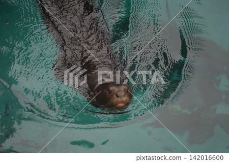 Curious Sea Lion Swimming in Turquoise Water Curious Sea Lion Swimming in Turquoise Water 142016600