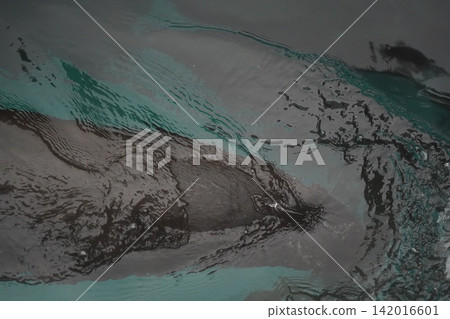 Penguin Swimming Gracefully Under Water Surface Penguin Swimming Gracefully Under Water Surface 142016601