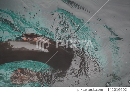 Close Up View of a Large Eel in Rippling Water Close Up View of a Large Eel in Rippling Water 142016602