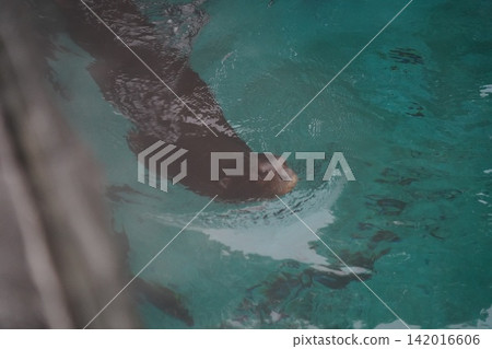 Giant Otter Swimming Gracefully in Clear Water Giant Otter Swimming Gracefully in Clear Water 142016606