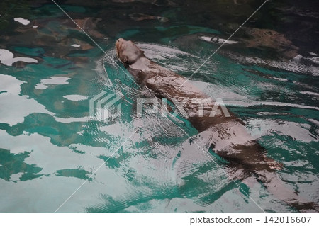 Giant Otter Swimming Gracefully in Clear Aquatic Habitat Giant Otter Swimming Gracefully in Clear Aquatic Habitat 142016607