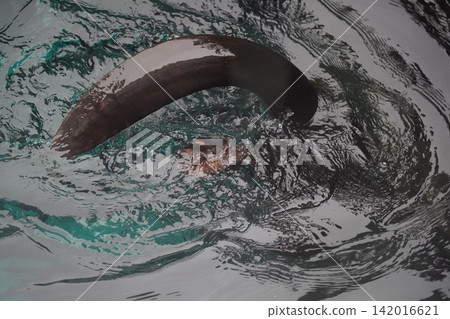 Graceful West Indian Manatee Swimming in Water Graceful West Indian Manatee Swimming in Water 142016621