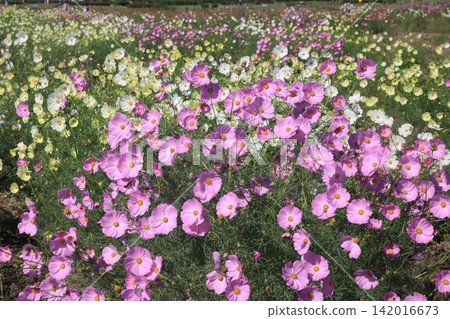 Cosmos Cosmos 142016673