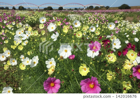 Cosmos Cosmos 142016676