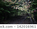 A sense of curiosity about what lies beyond the path covered by the colorful leaves of the Japanese laurel trees, a stroll through the forest. 142016961