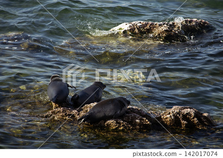 Baikal Seals (Nerpa) Resting on Rocky Shore of Lake Baikal in Siberia, Russia Baikal Seals (Nerpa) Resting on Rocky Shore of Lake Baikal in Siberia, Russia 142017074