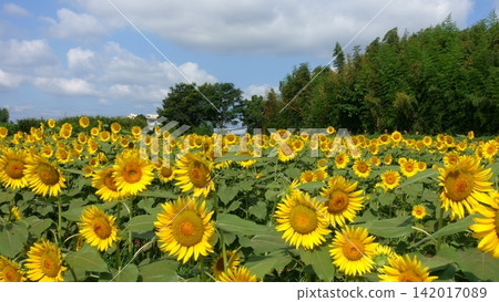 夏天藍天和一個向日葵領域 夏天藍天和一個向日葵領域 142017089
