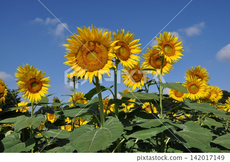A healthy sunflower A healthy sunflower 142017149
