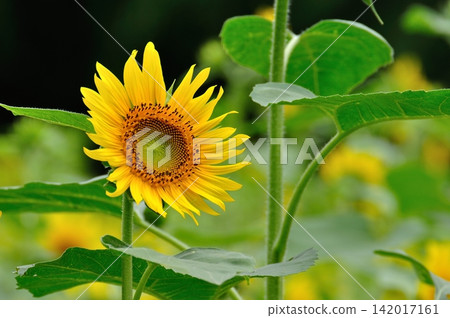 Close-up photo of yellow flowers with sunflower bees in a sunflower field Close-up photo of yellow flowers with sunflower bees in a sunflower field 142017161